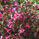 image de Weigela