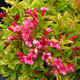 image de Weigela