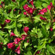 image de Weigela