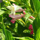 image de Weigela