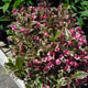 image de Weigela