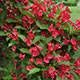 image de Weigela