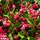 image de Weigela