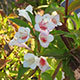 image de Weigela