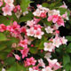 image de Weigela