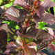 image de Weigela