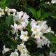 image de Weigela