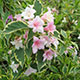 image de Weigela