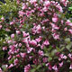 image de Weigela