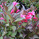 image de Weigela