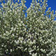 image de Amelanchier canadensis