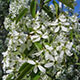 image de Amelanchier canadensis