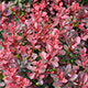 image de Berberis thunbergii