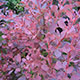 image de Berberis thunbergii