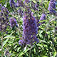 image de Buddleja