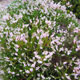 image de Calluna vulgaris