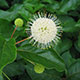 image de Cephalanthus occidentalis