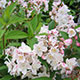 image de Deutzia x rosea