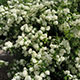 image de Deutzia x lemoinei