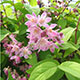 image de Deutzia