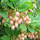 image de Enkianthus campanulatus