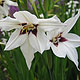 image de Acidanthera bicolor murielae