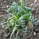 image de Albuca spiralis