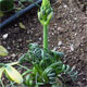 image de Albuca spiralis