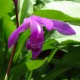 image de Bletilla striata