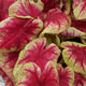 image de Caladium