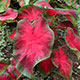 image de Caladium