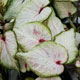 image de Caladium