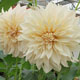 image de Dahlia