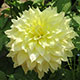 image de Dahlia