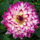 image de Dahlia