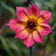 image de Dahlia