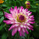 image de Dahlia