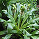 image de Eucomis bicolor