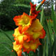 image de Gladiolus