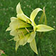 image de Hymenocallis sp.