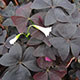 image de Oxalis