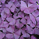 image de Oxalis