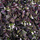 image de Oxalis triangularis