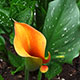 image de Zantedeschia