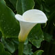 image de Zantedeschia aethiopica