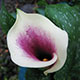 image de Zantedeschia