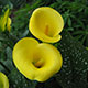 image de Zantedeschia elliottiana