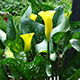 image de Zantedeschia elliottiana