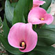 image de Zantedeschia sp.