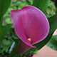 image de Zantedeschia sp.